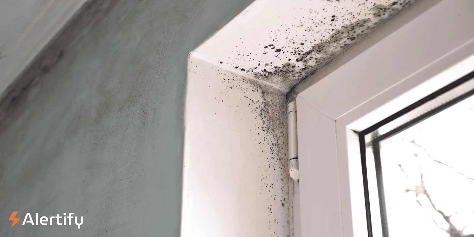 Awaab's Law: What Is It and What Does It Mean for Landlords and Tenants?