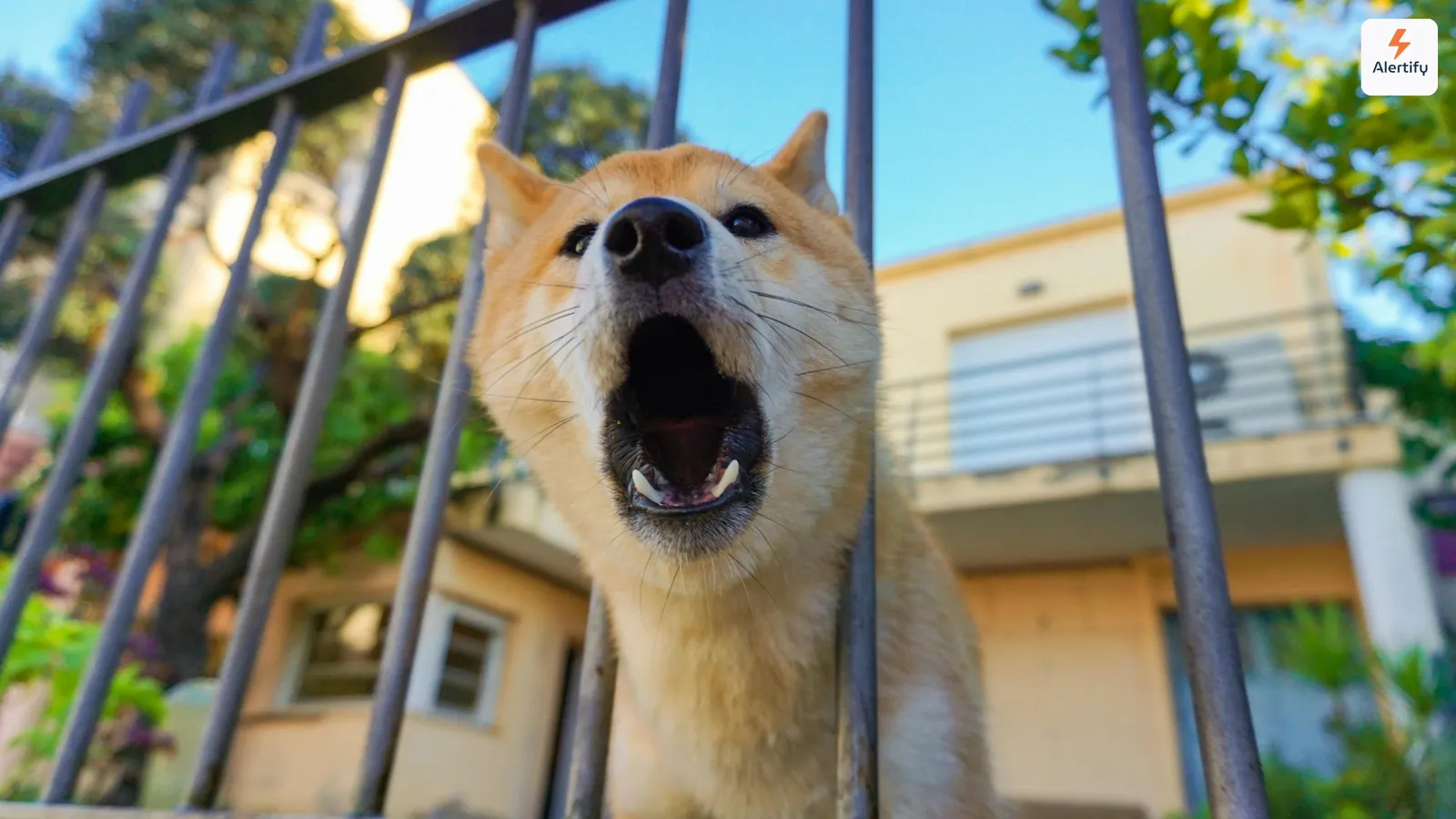 Dog barking through the bars of a fence in front of a residential home