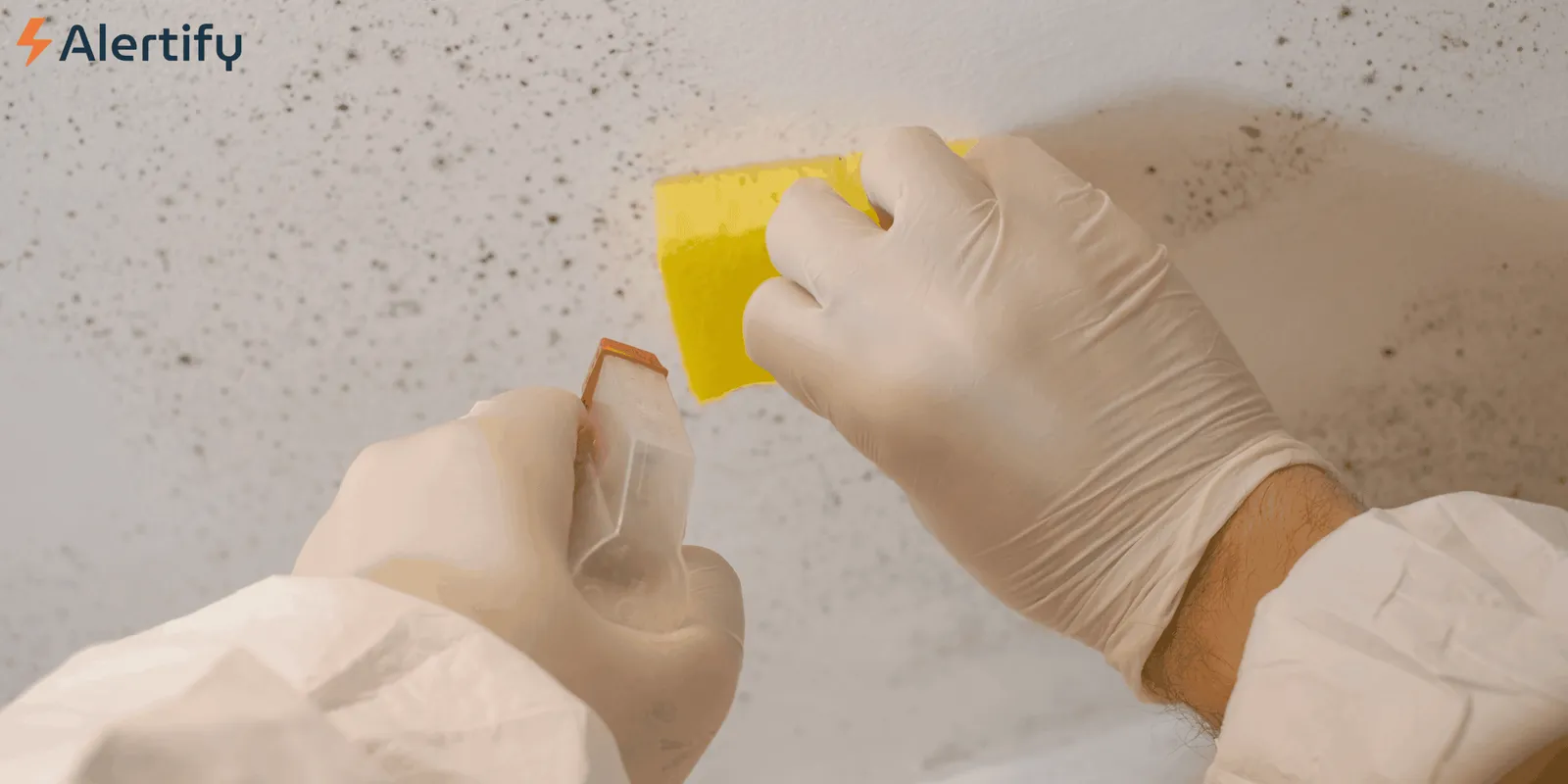 Don't Get Scammed: A Host's Guide to Hiring a Reputable Mold Remediation Company how to hire a mold remediation company