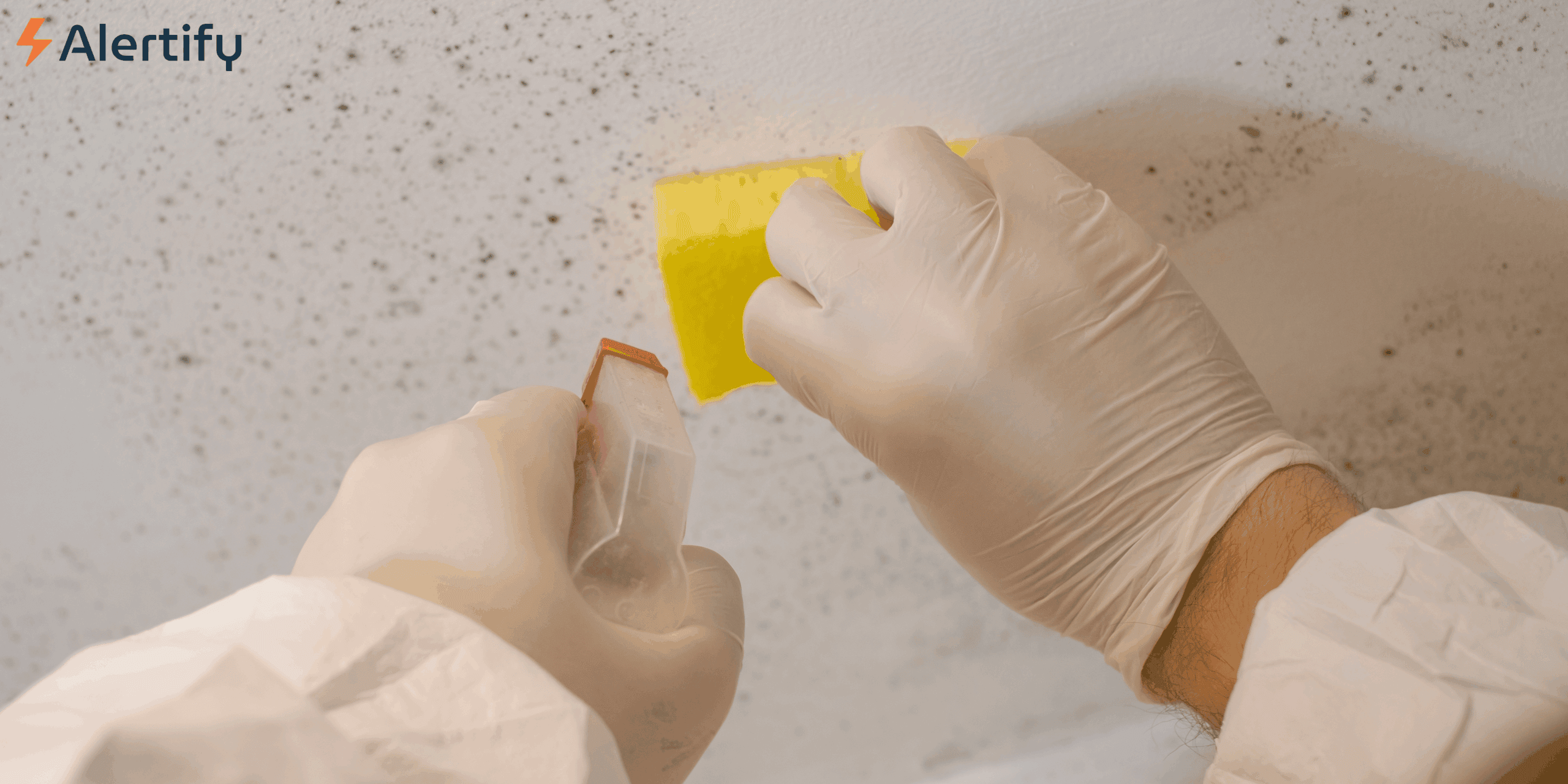 Comment éviter les arnaques&nbsp;: Guide pratique pour choisir une entreprise de décontamination de moisissures fiable